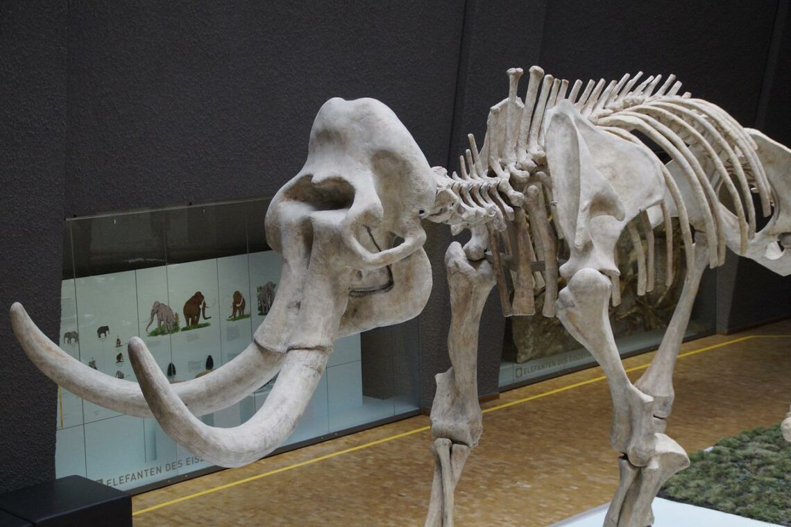 mammoth bone